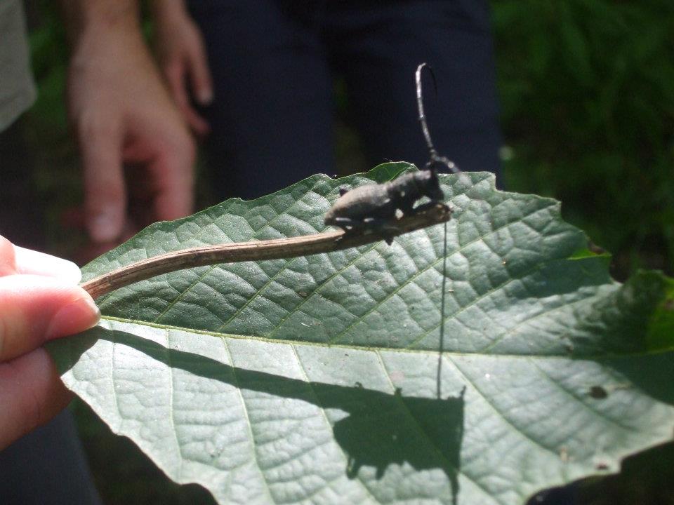 Insetto splendido da determinare:  Morimus asper (Cerambycidae)